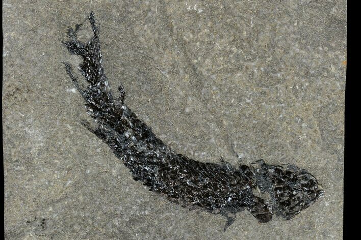 Devonian Lobed-Fin Fish (Osteolepis) - Scotland #113289